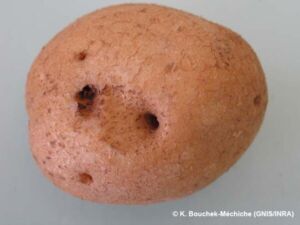 Orifices associés à R. solani Orifices associés à R. solani