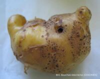 D&eacute;formation-R. solani