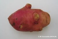 plus de d&eacute;formations physiologiques 2